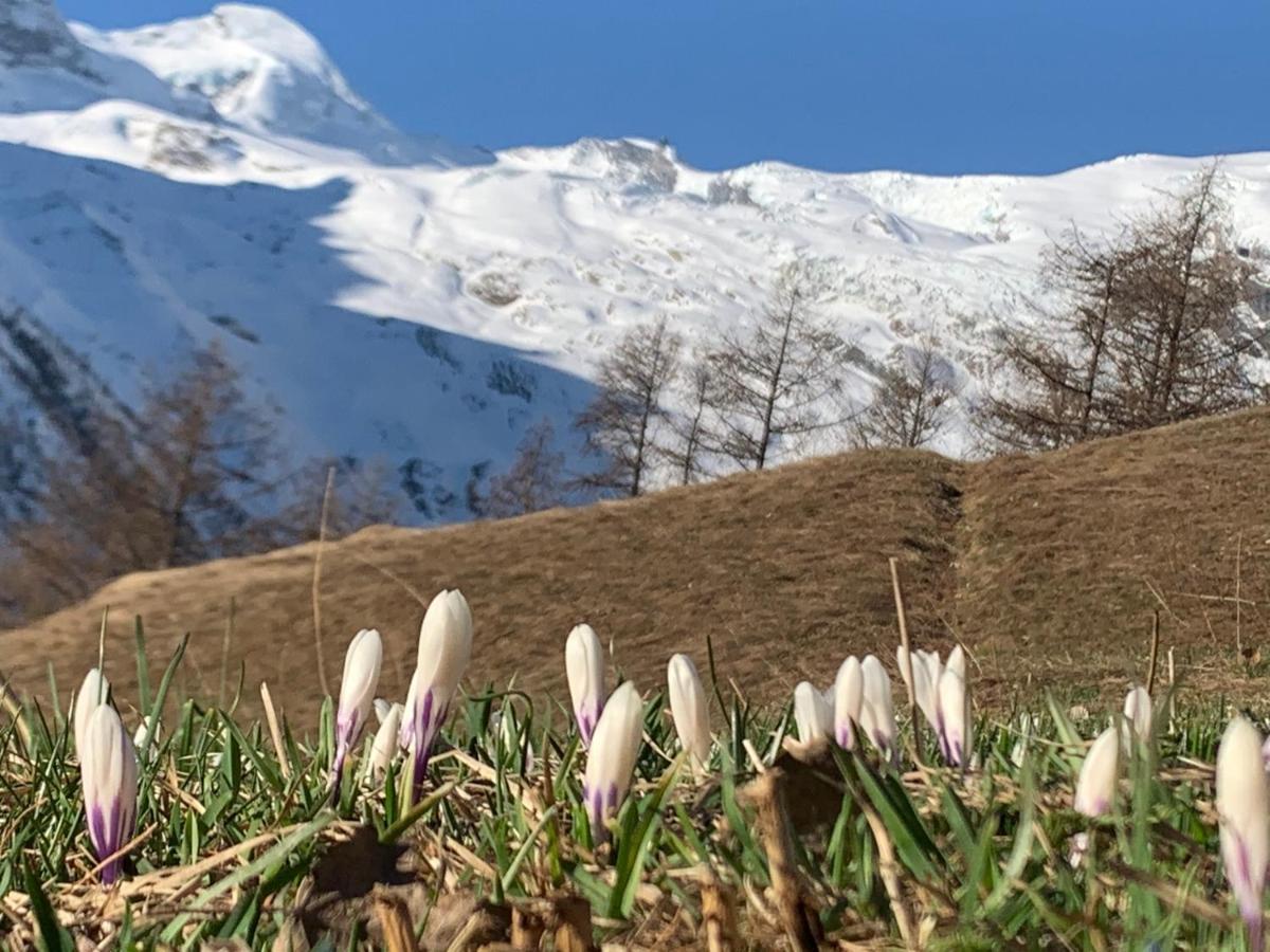 Châlet Birkhahn Saas-Fee Ngoại thất bức ảnh